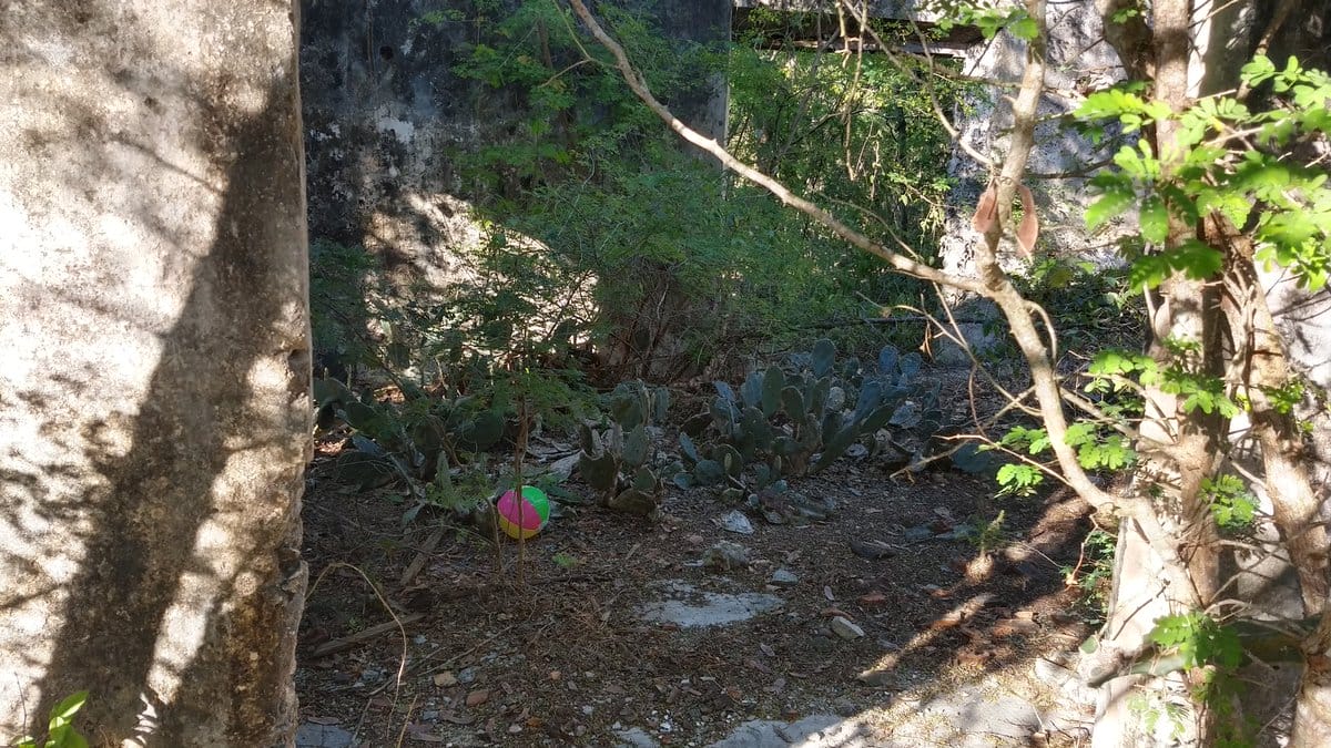 INAH y Profepa investigan grave daño al patrimonio arqueológico por tala ilegal en Misnebalam, Yucatán INAH y Profepa investigan grave daño al patrimonio arqueológico por tala ilegal en Misnebalam, Yucatán