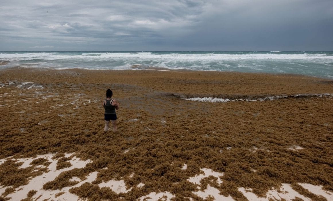 Hazaña en Playa del Carmen: Retiran 19 Mil Toneladas de Sargazo