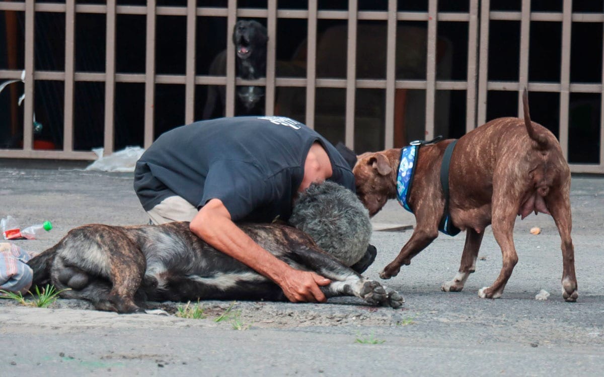Héroe de Cuatro Patas: Matan a 'Zeus', el Perro que Murió por Defender a su Dueño