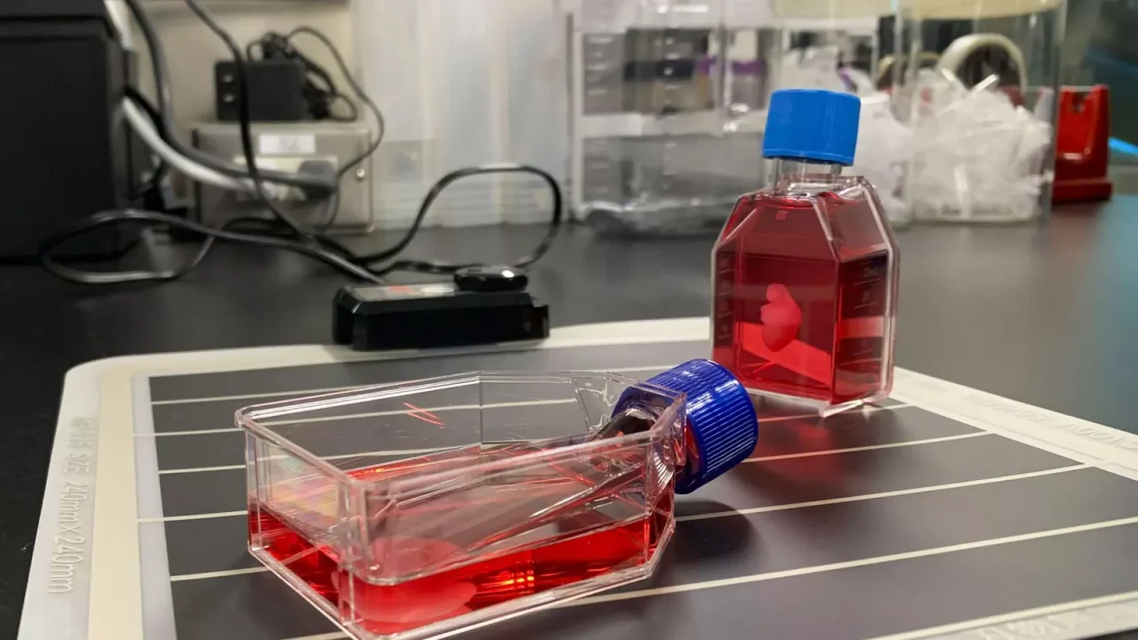 Medicina regenerativa: cómo los órganos creados en laboratorio podrían salvar millones de vidas