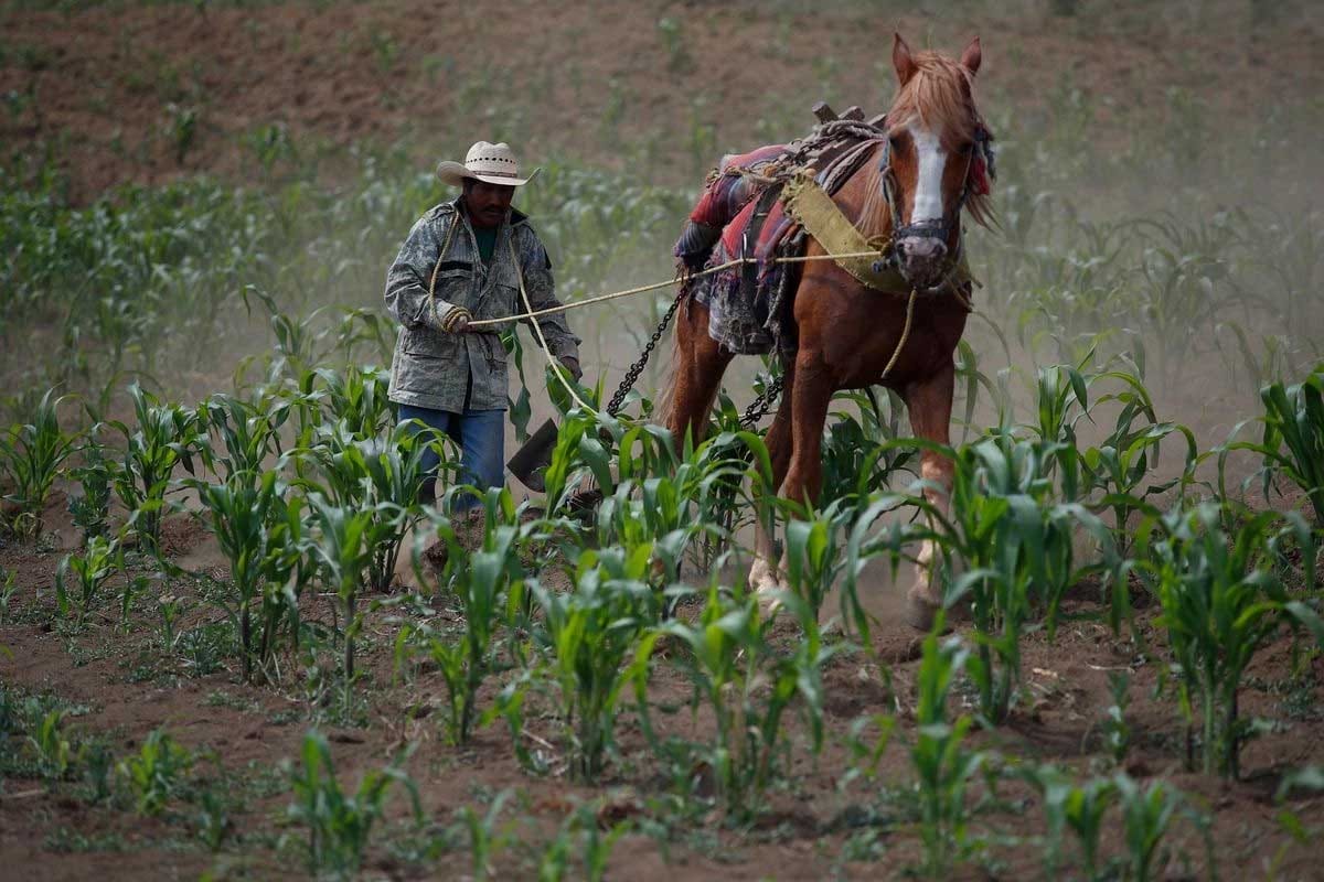 México rompe récord de importaciones de carne y maíz en 2025 México rompe récord de importaciones de carne y maíz en 2025