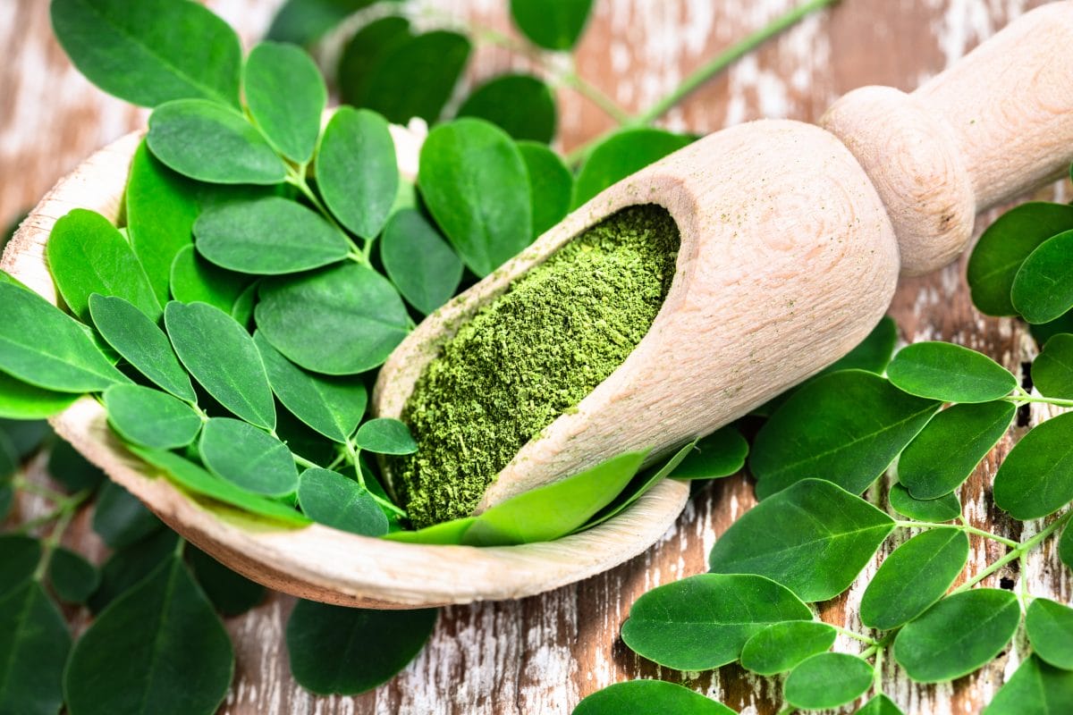 Moringa: ¿El Súperalimento Definitivo o un Mito? La Ciencia Responde