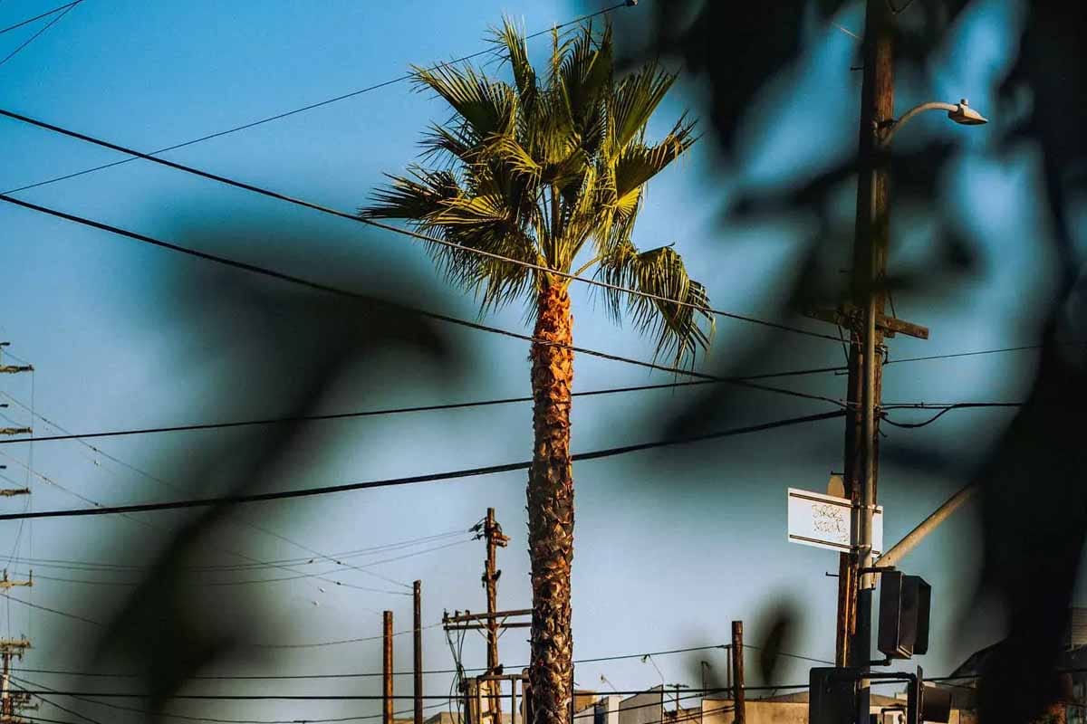 Muere hombre electrocutado al podar una palmera en Oakland Park