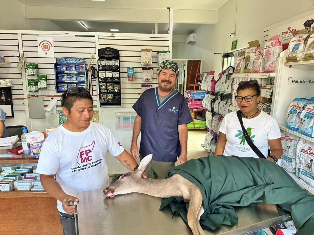Rescatan a venado herido en Cozumel gracias a intervención ciudadana