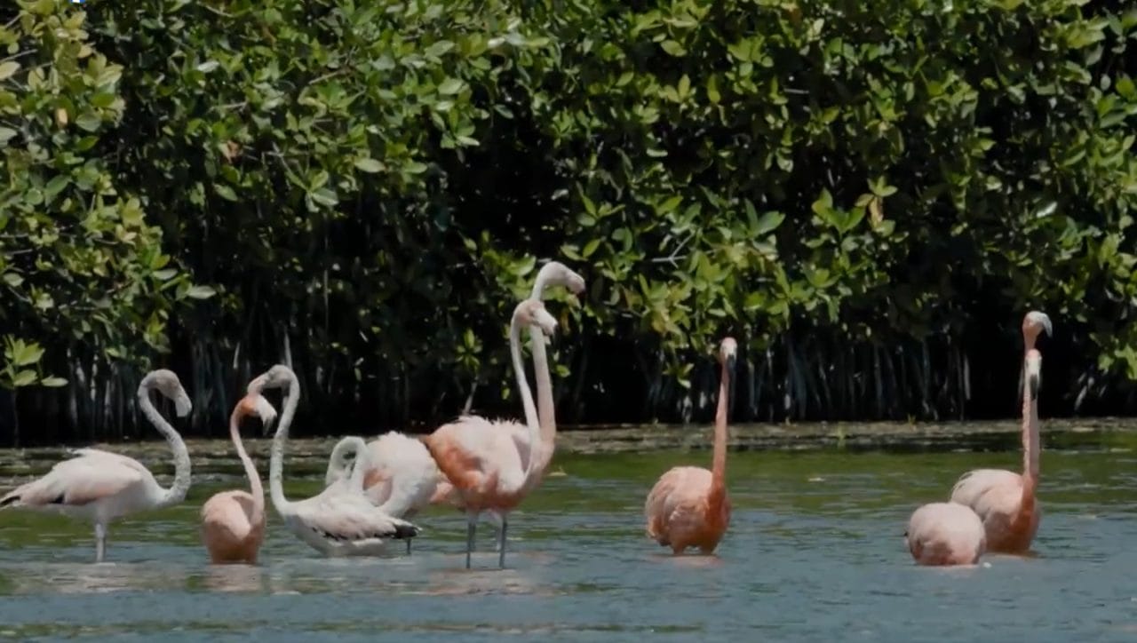 Flamencos rosados regresan a Laguna Manatí: símbolo de vida y recuperación