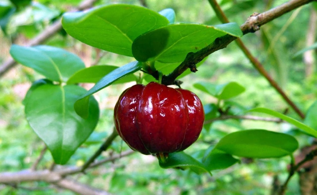 Pitanga o cereza de Surinam_ antioxidante natural con sabor exótico Pitanga o cereza de Surinam: antioxidante natural con sabor exótico