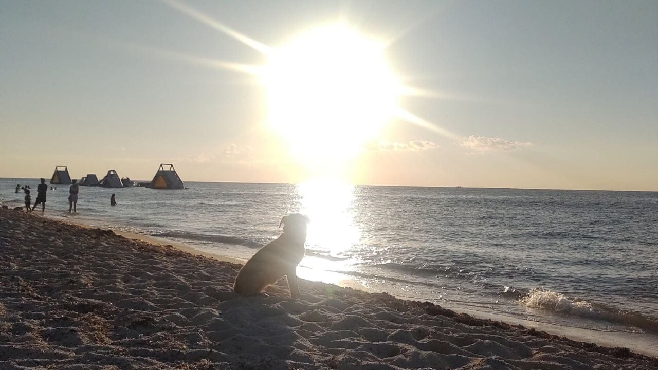 Playa del Carmen: Sol intenso y sensación térmica de 35°C hoy