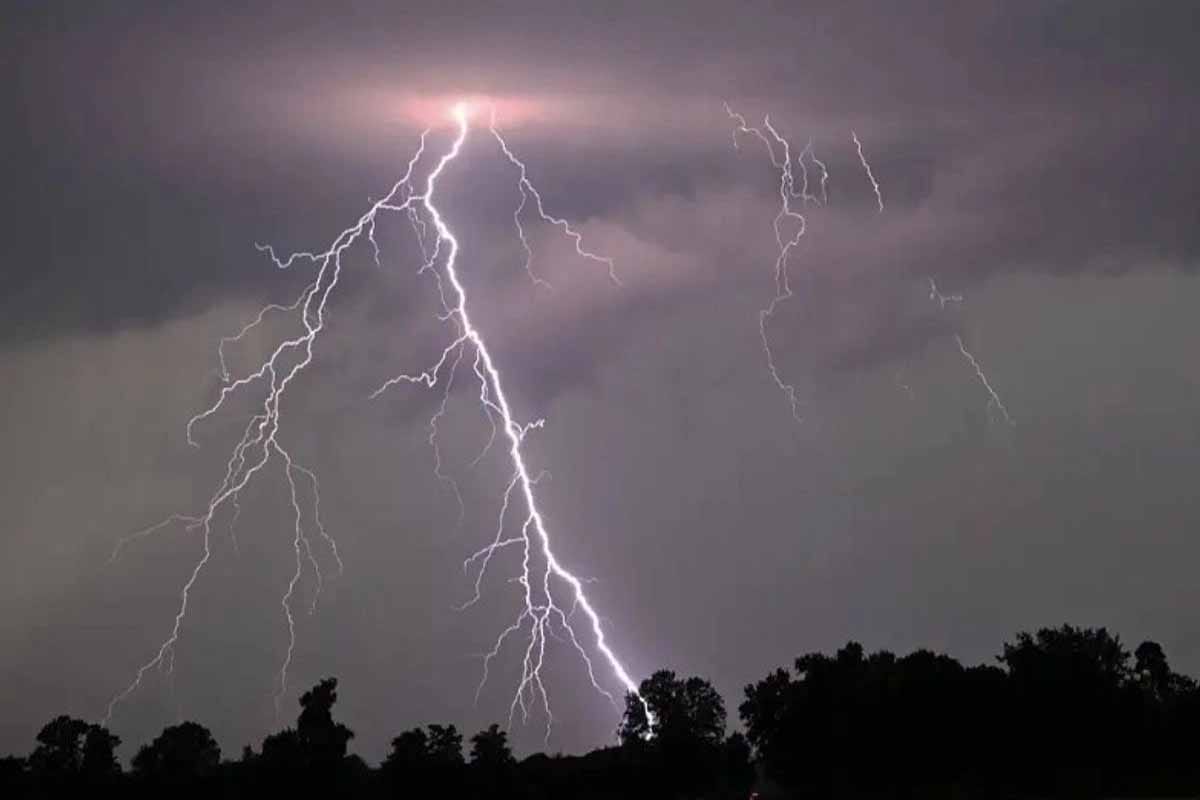 Rayos matan 320 millones de árboles al año y liberan CO2 masivo