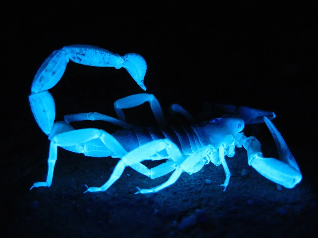 Sabías que... los alacranes brillan en la oscuridad (y la ciencia detrás es increíble)