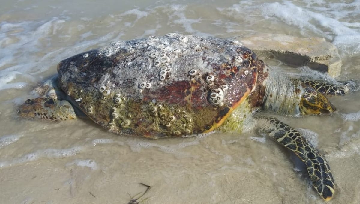 Saqueo de nidos y depredación amenazan a tortugas marinas en Yucatán