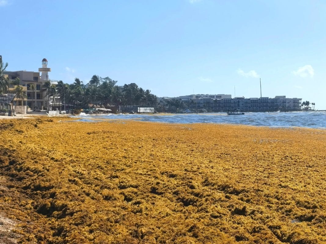 Sargazo en Quintana Roo Sargazo 2025: La Batalla Épica por las Playas de Quintana Roo