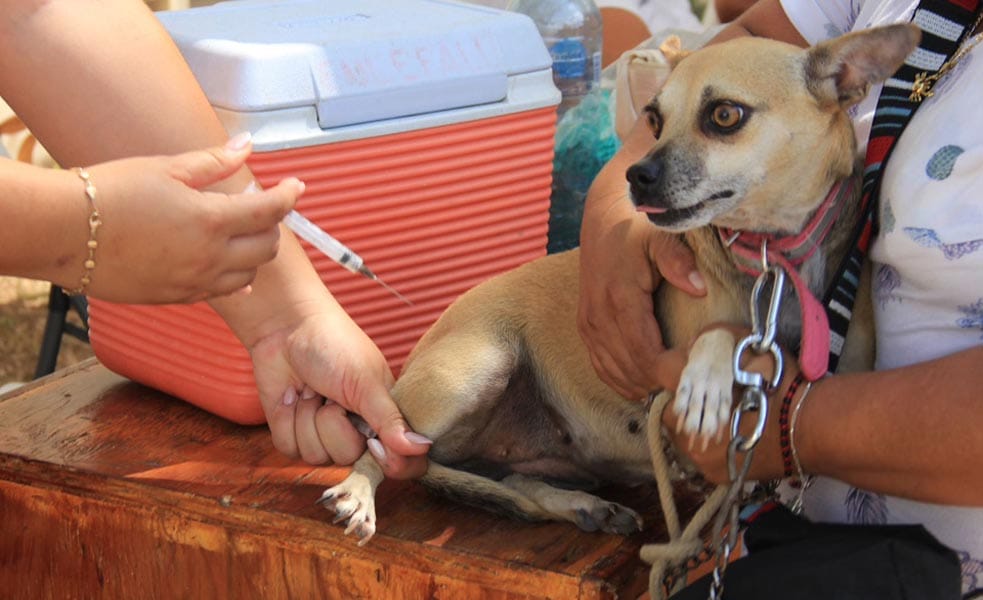 Lanzan jornada gratuita de vacunación antirrábica en Cancún La campaña aplicará hasta tres vacunas por familia para prevenir la rabia en perros y gatos mayores de tres meses. Redacción Para proteger la salud de perros, gatos y sus familias, la Dirección de Protección y Bienestar Animal de Benito Juárez anunció una campaña gratuita de vacunación antirrábica que se llevará a cabo el próximo lunes 28 de julio. La jornada será de un solo día y se realizará en las instalaciones de la dependencia, ubicadas en la avenida Nichupté, Región 99, lote 01, de 9:00 a 16:00 horas. La titular de la Dirección, Yamili Góngora, explicó que esta acción busca promover el bienestar animal y forma parte de las políticas impulsadas por la presidenta municipal Ana Paty Peralta y el director de Ecología, Fernando Haro. Subrayó que la vacunación no solo protege a los animales, sino que también previene riesgos para las personas. La campaña permitirá aplicar hasta tres vacunas por familia, bajo criterios específicos: los animales deben ser mayores de tres meses de edad, estar sanos, no estar gestantes ni lactando. Además, los perros deben ir con correa y los gatos, en transportadora. “El bienestar de los animales también es salud pública. Esta campaña gratuita es una oportunidad para ejercer un cuidado responsable y prevenir enfermedades como la rabia”, enfatizó Góngora. Las autoridades destacaron que la vacunación solo se realizará el lunes 28 de julio, sin excepciones, por lo que invitan a la ciudadanía a organizarse con tiempo y acudir temprano. No será necesario agendar cita, pero sí cumplir con las condiciones establecidas. Para resolver dudas o recibir orientación, se puede llamar al teléfono 998 892 33 26 o acudir directamente a las oficinas en el horario señalado. La jornada forma parte de las estrategias que el municipio ha puesto en marcha para fomentar una cultura de respeto, cuidado y protección animal en Cancún.