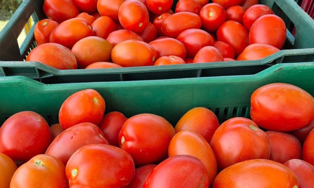 aranceles_tomate EU declara 'guerra' al tomate mexicano: impone arancel del 17%