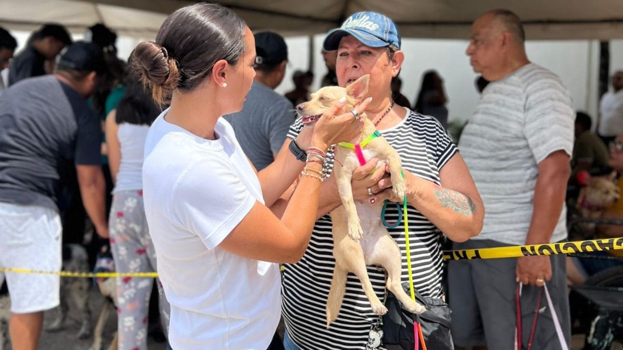 Exitosa primera campaña de vacunación antirrábica gratuita para perros y gatos en Cancún