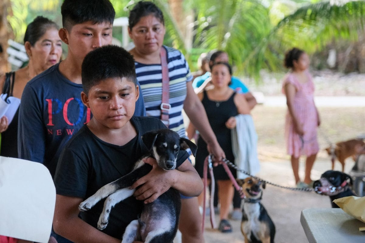 Arrancan las primeras Caravanas de Bienestar Animal en Quintana Roo