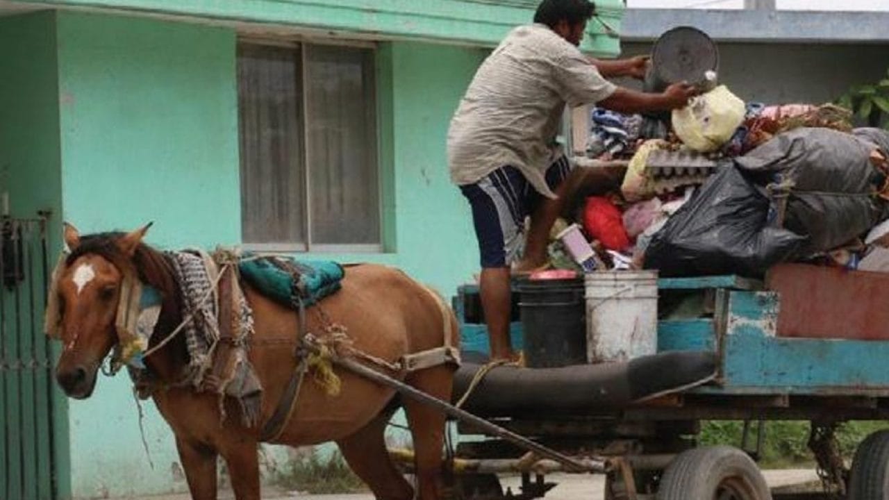 Carretoneros: La polémica en NL que enfrenta a animalistas y trabajadores