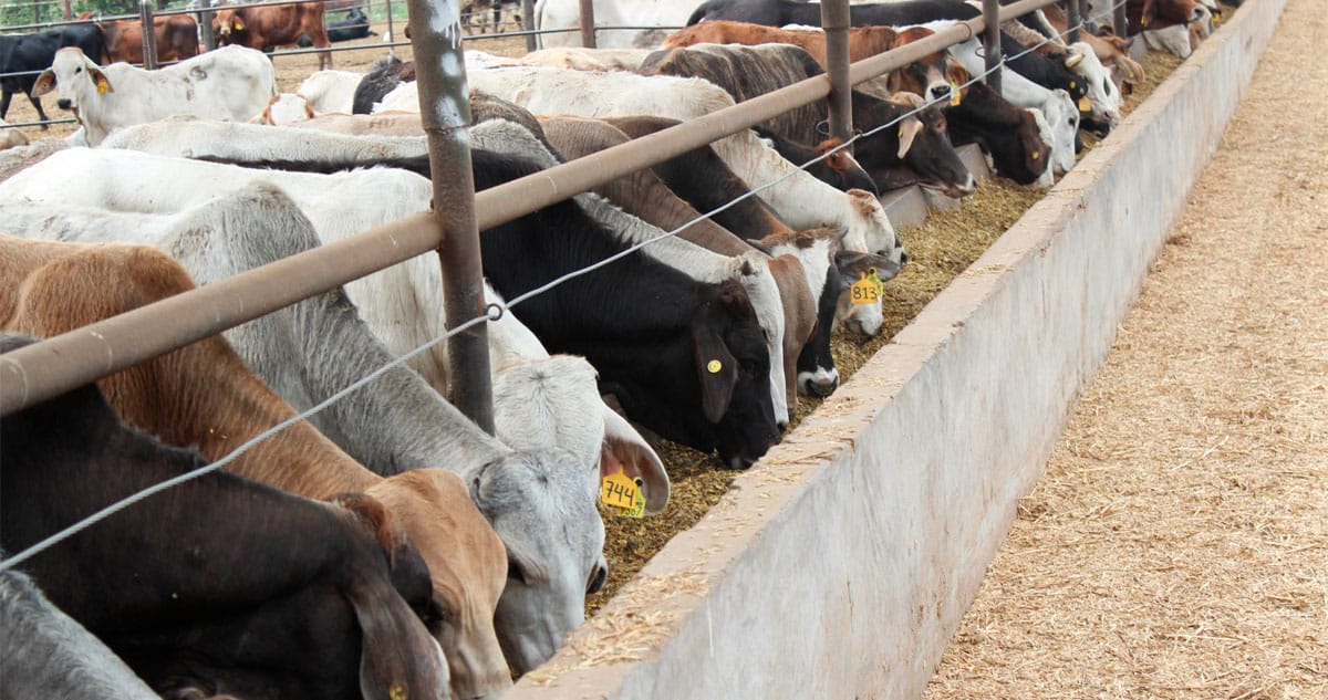 Crisis Ganadera: Oposición ve Negligencia; Gobierno Culpa a Presión de EU Crisis Ganadera: Oposición ve Negligencia; Gobierno Culpa a Presión de EU