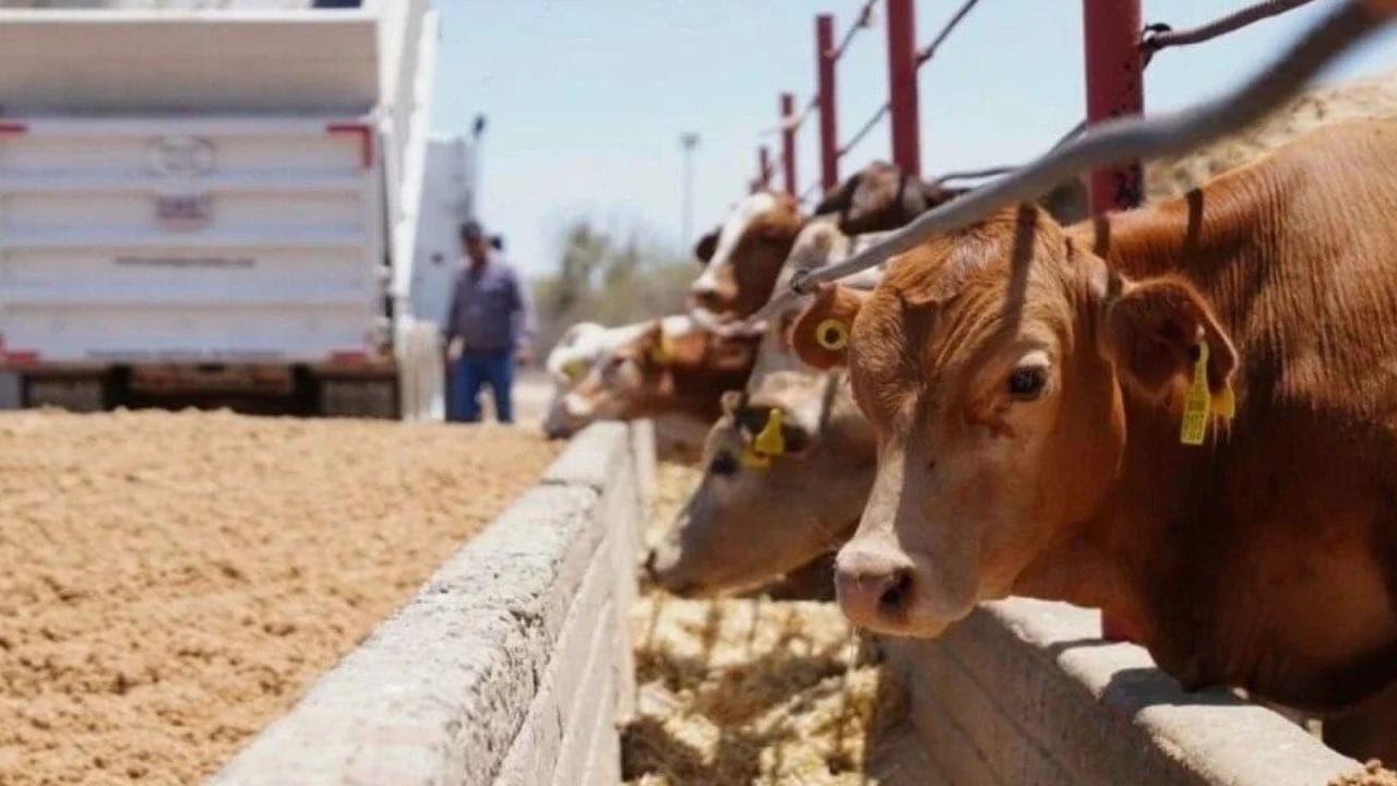 EE.UU. reactiva exportación de ganado mexicano: fechas y detalles clave