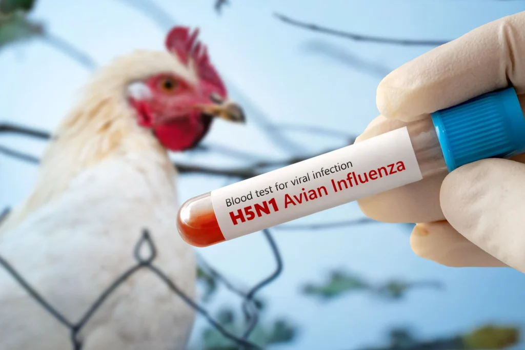 La Alerta Silenciosa: Influenza Aviar A(H5N1) y el Riesgo de Salto a Humanos