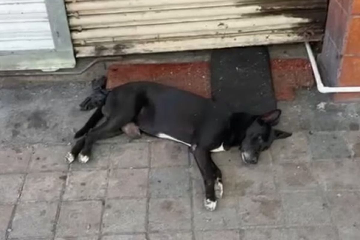 Hachiko de Culiacán: perro espera a su dueño asesinado “no se mueve de ahí” 