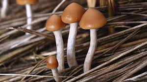 La Revolución Silenciosa en Salud Mental: Psilocibina y MDMA Obtienen el Respaldo de la Ciencia La Revolución Silenciosa en Salud Mental: Psilocibina y MDMA Obtienen el Respaldo de la Ciencia
