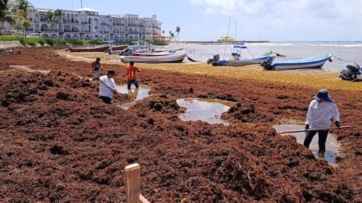 Quintana Roo reprueba campañas falsas sobre sargazo y defiende su turismo