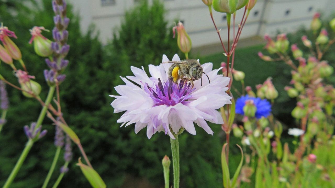 El jardín polinizador en tu balcón: Cómo atraer abejas con 3 macetas