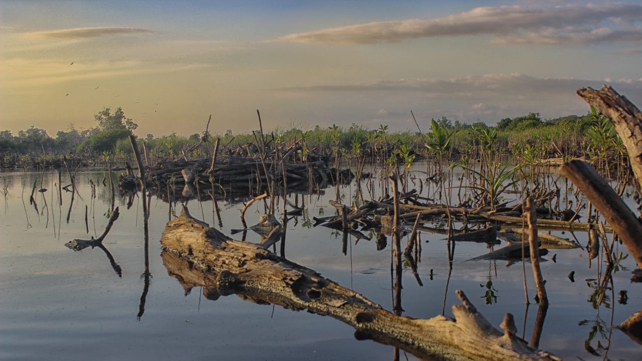 manglares_peninsula_yucatan Yucatán: La silenciosa deforestación que amenaza la costa yucateca