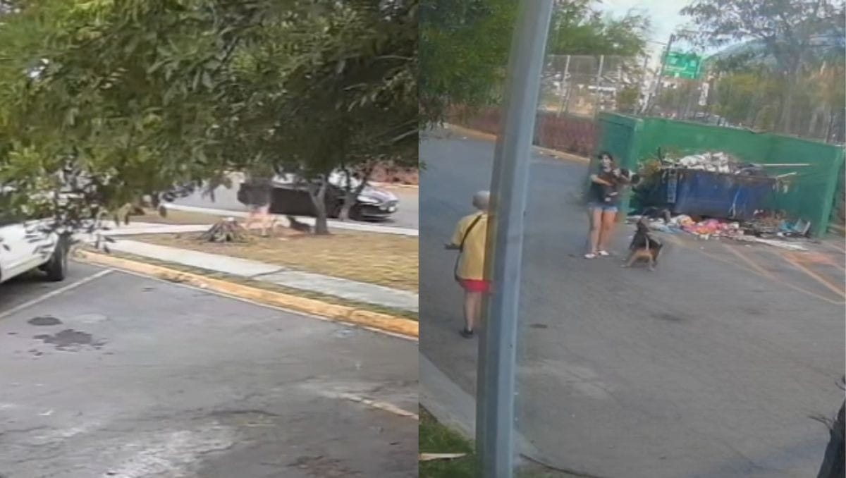 Video: Mujer y su Mascota son Atacadas por Perros; la Dueña no Hizo Nada