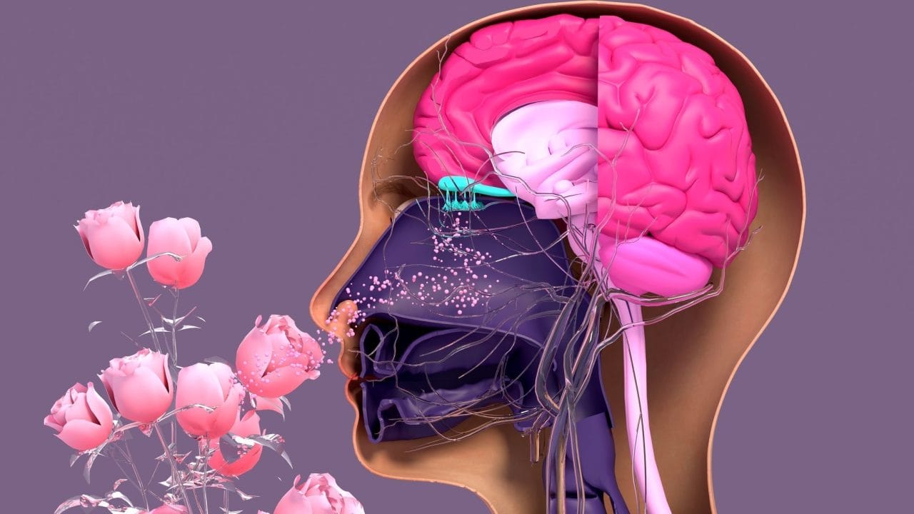El olfato: el sentido olvidado que conecta salud, emociones y memoria