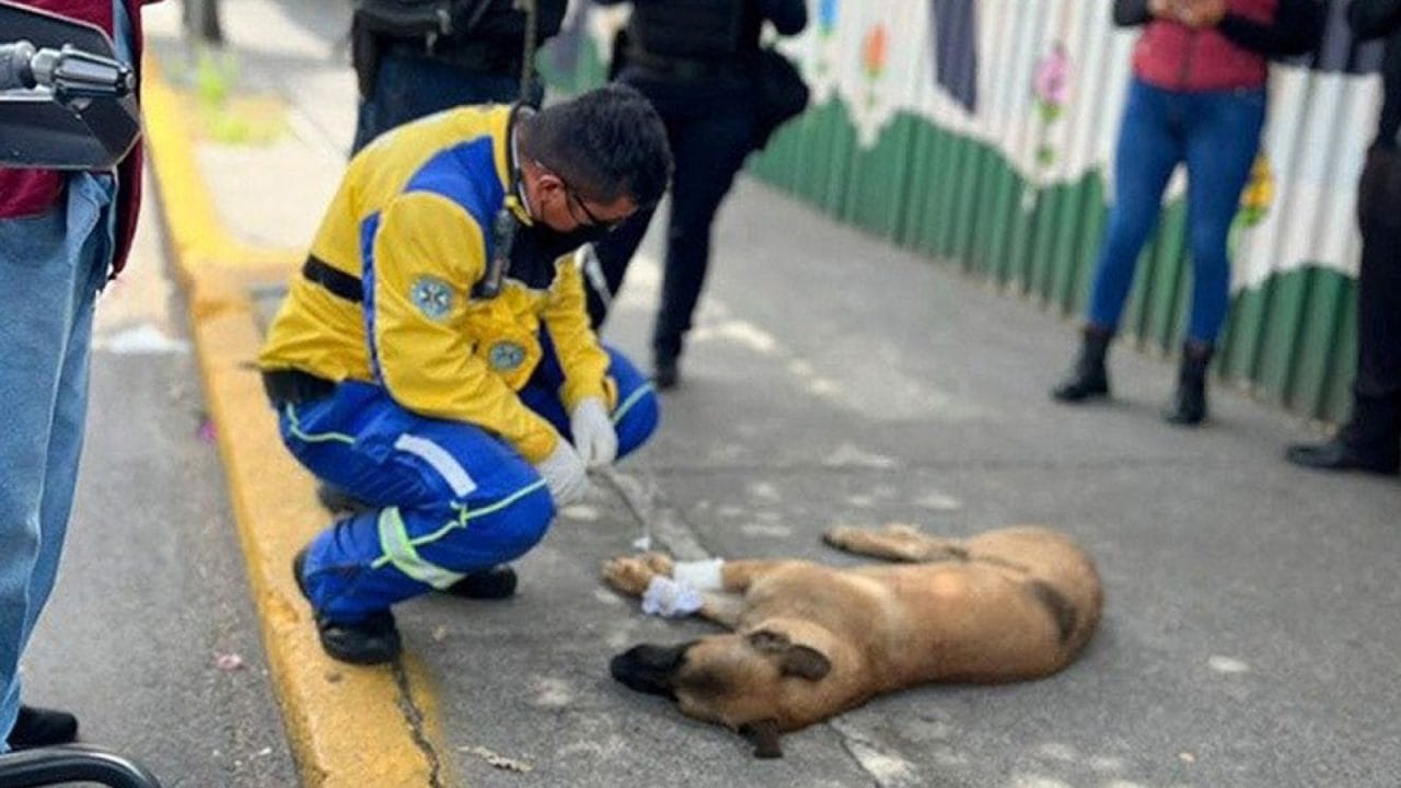 "La vocación no tiene horario": Paramédico de Toluca se convierte en héroe al salvar a perro callejero