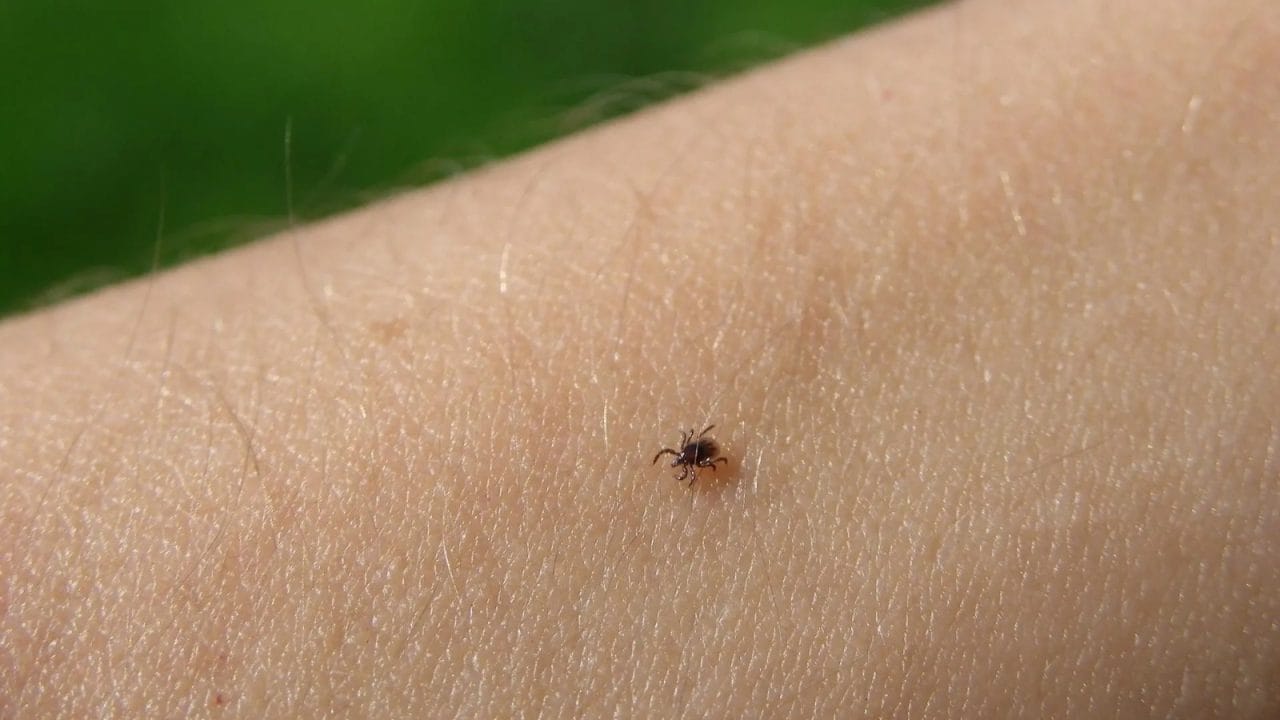 Alerta en Madrid: Caso de fiebre hemorrágica de Crimea-Congo