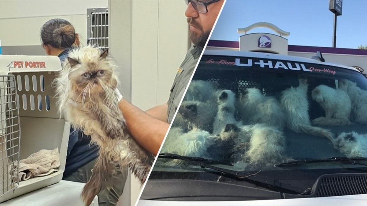 rescatan_134_gatos_abandonados_en_un_UHaul Horror Felino: 134 Gatos Abandonados en un U-Haul; Dueña Arrestada