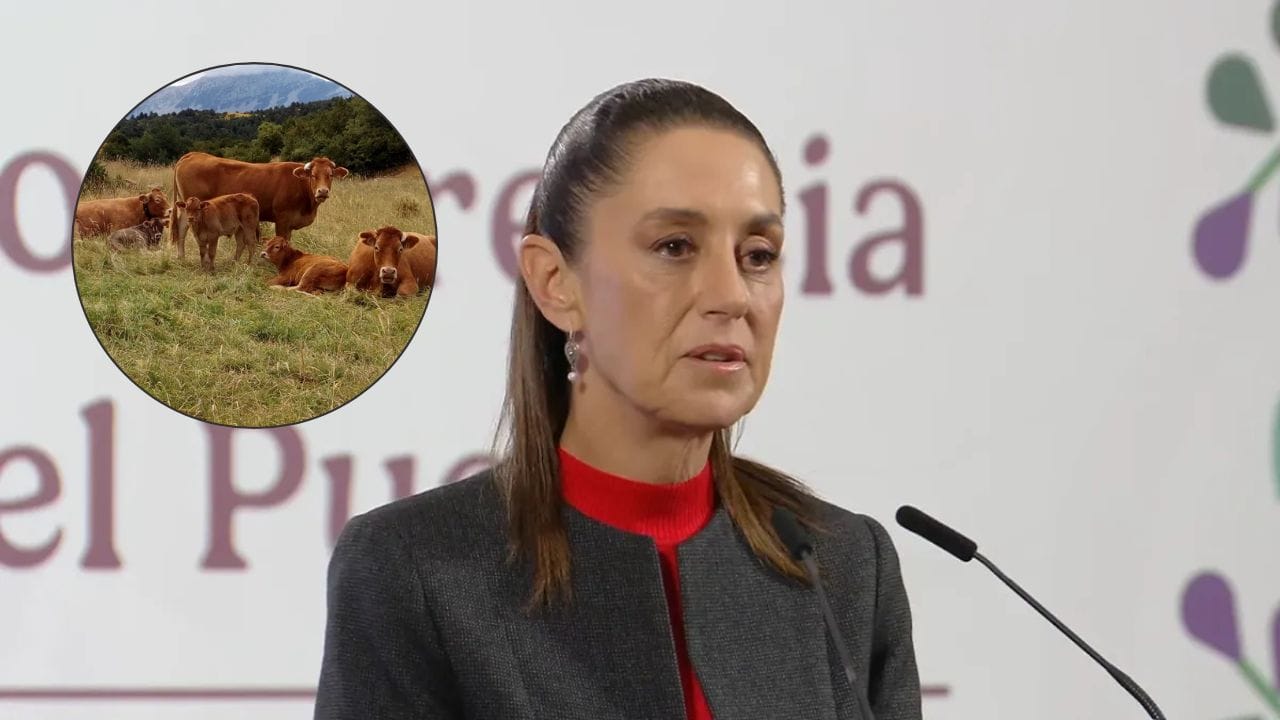 Sheinbaum critica cierre de frontera por gusano barrenador