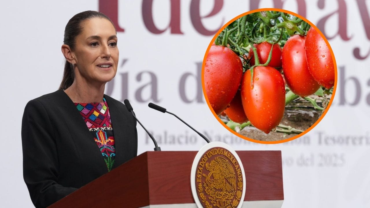 sheinbaum_jitomate_arancel Plan mexicano responde al arancel de EE. UU. al jitomate, sin confrontación, dice Sheinbaum
