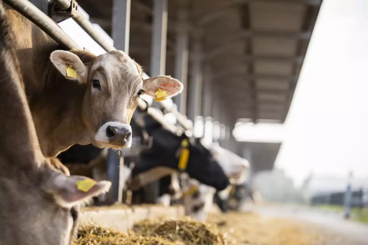 Gusano Barrenador: La Amenaza que Moviliza al Gobierno de Veracruz