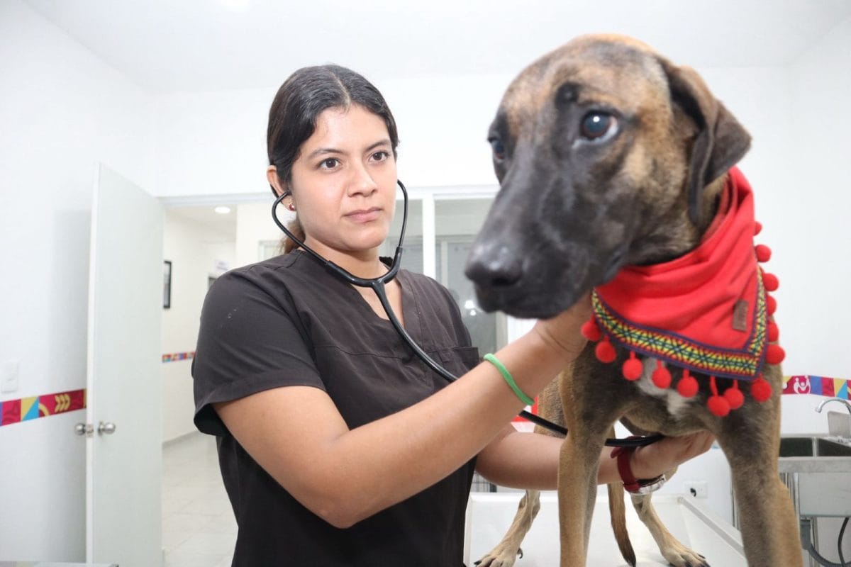 Mascotas de Isla Mujeres ahora reciben atención integral Mascotas de Isla Mujeres ahora reciben atención integral