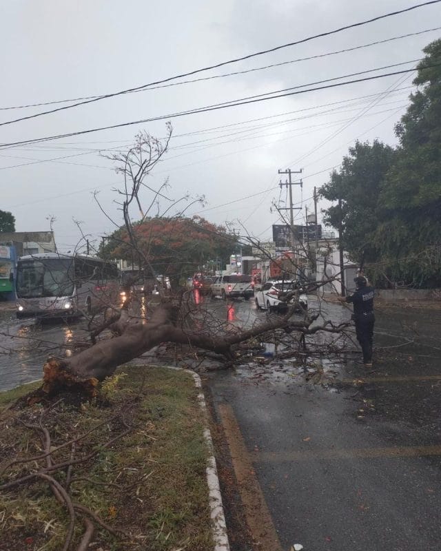 Lluvias en Mérida provocan caída de árboles; hoy lloverá más