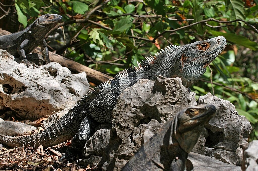 Día Mundial del Lagarto: guardianes escamosos de la península de Yucatán Día Mundial del Lagarto: guardianes escamosos de la península de Yucatán