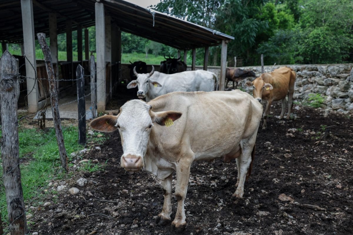 Suma Yucatán 47 nuevos casos de gusano barrenador; van 130 en total