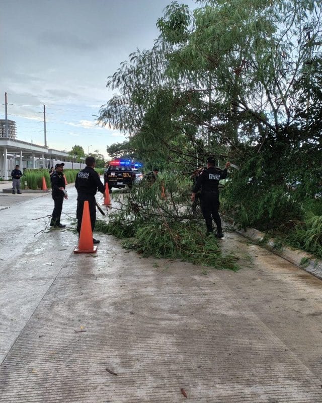 Lluvias provocan caída de árboles y cierre parcial de vías en Mérida