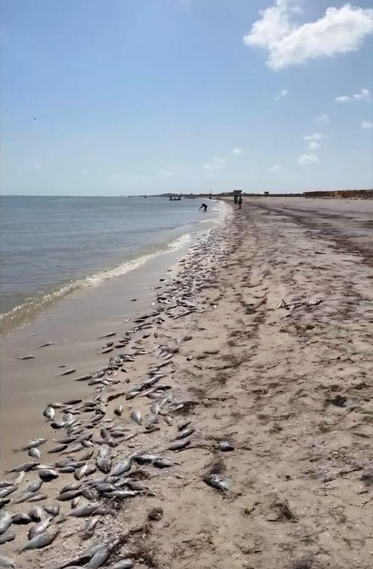 Insiste gobierno en que marea roja no es tóxica, pero mata fauna Insiste gobierno en que marea roja no es tóxica, pero mata fauna
