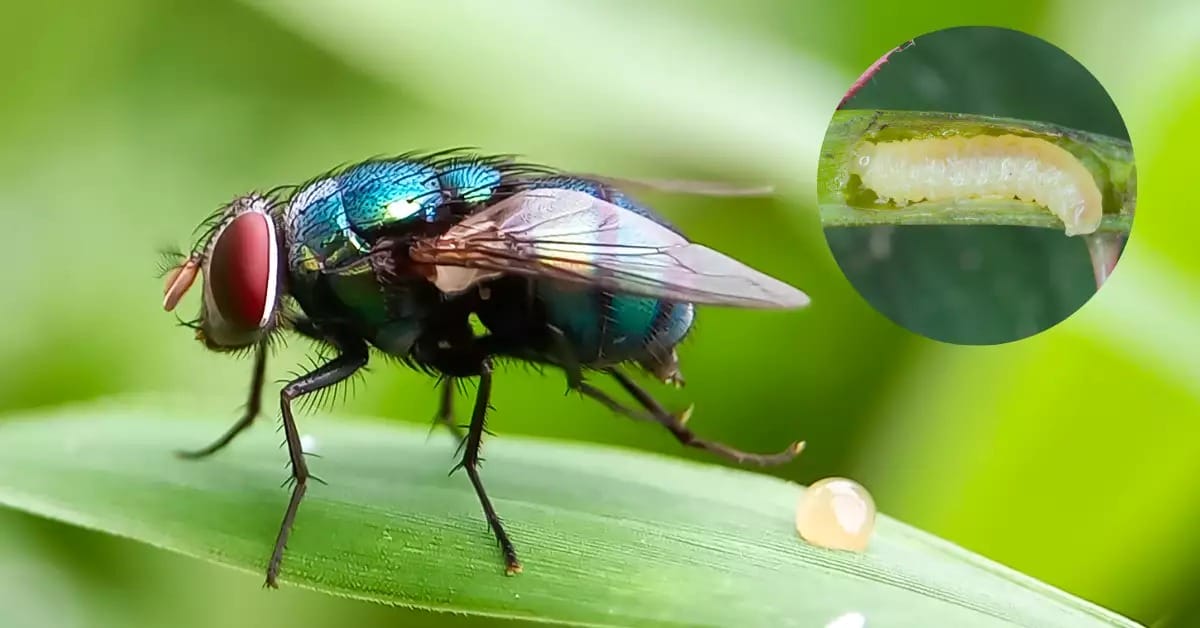 Así es el ciclo de vida del gusano barrenador y qué hacer si lo detectas