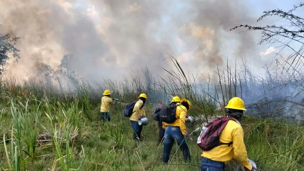 Vuelven a arder los Pantanos de Centla: se reporta nuevo incendio forestal en Tabasco Vuelven a arder los Pantanos de Centla: se reporta nuevo incendio forestal en Tabasco