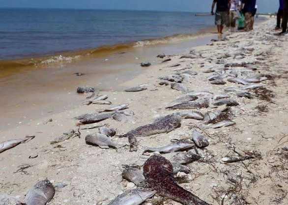Activan contingencia sanitaria por marea roja en Yucatán Activan contingencia sanitaria por marea roja en Yucatán