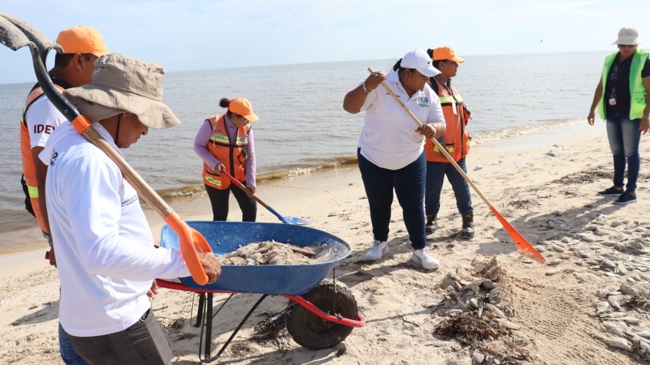 Bandera verde en tramo costero de Progreso