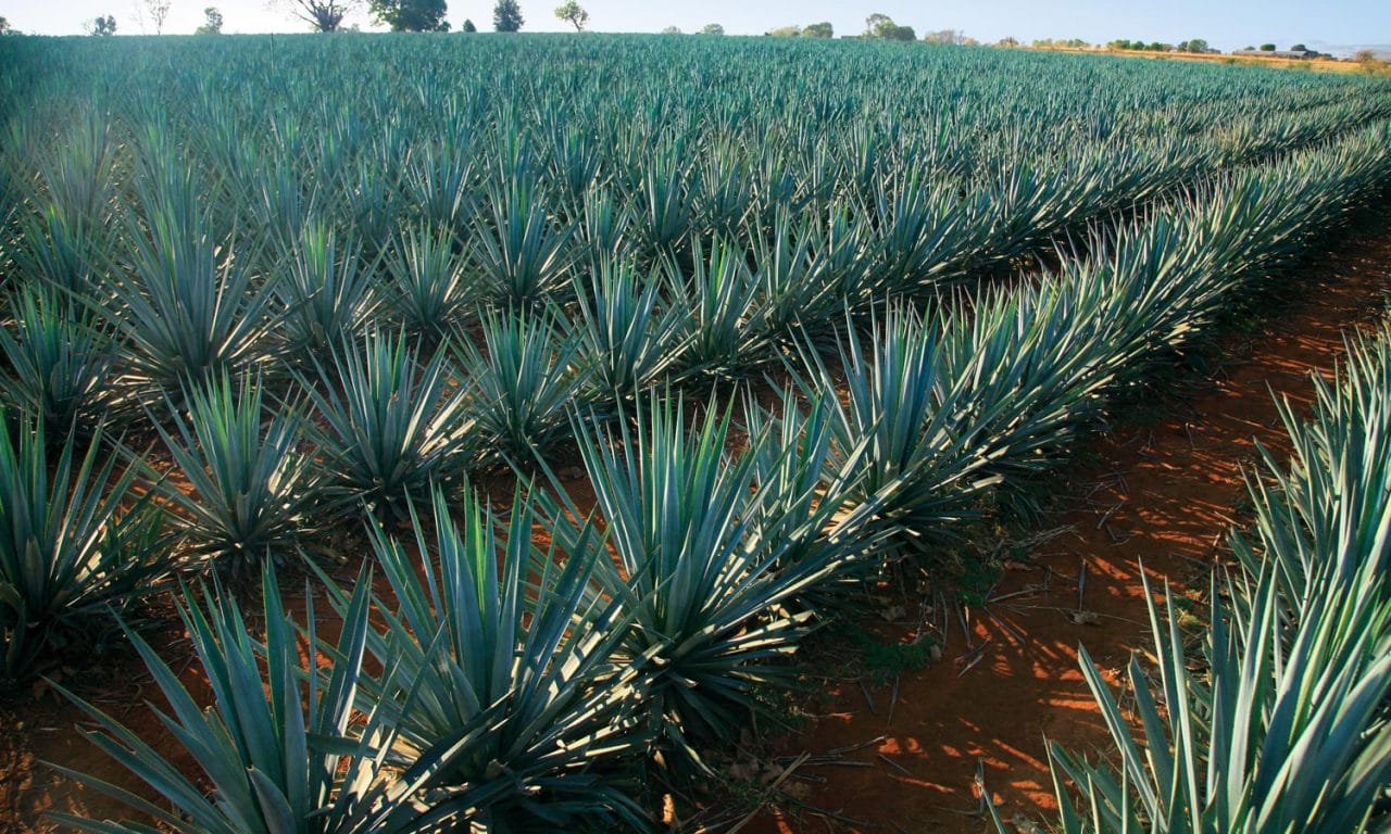 16 tequileras reciben certificación Hecho en México por su calidad