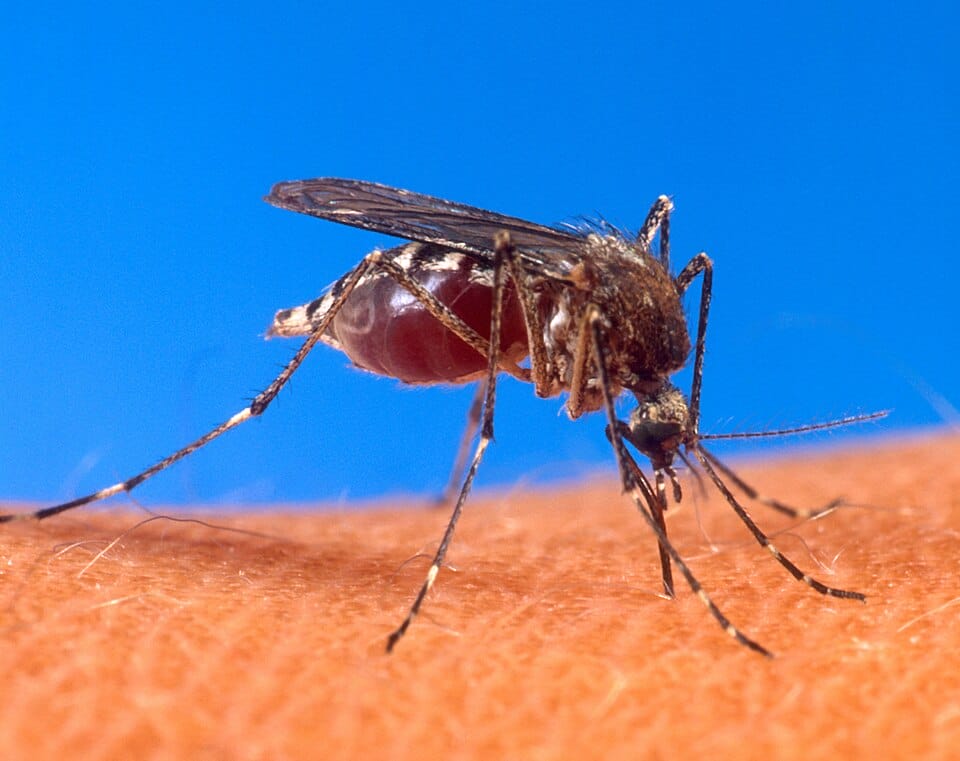 ¿La vitamina D puede ayudar a reducir la gravedad del dengue?