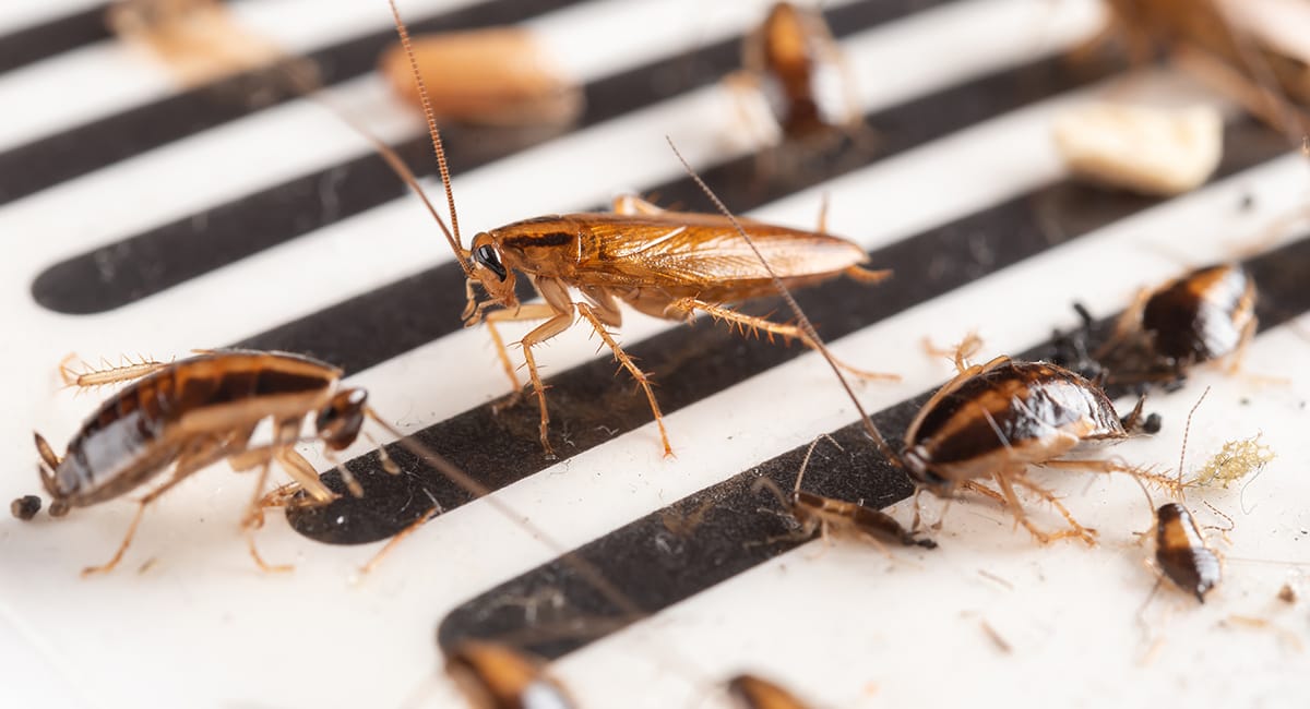 Cómo acabar con la plaga de cucarachas: guía completa para tu hogar