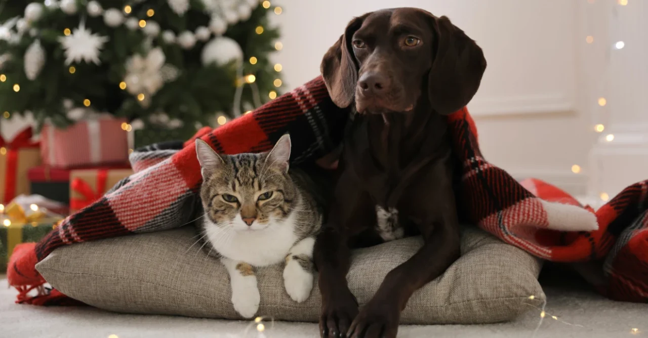 Cómo cuidar a las mascotas en invierno: recomendaciones esenciales